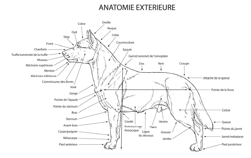 Anatomie extérieure du chien